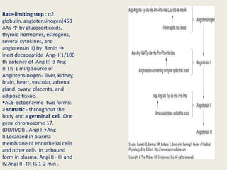 Rate-limiting step : α2
globulin, angiotensinogen(453
AAs-↑ by glucocorticoids,
thyroid hormones, estrogens,
several cytokines, and
angiotensin II) by Renin →
inert decapeptide Ang- I(1/100
th potency of Ang II)→ Ang
II(T½-1 min).Source of
Angiotensinogen- liver, kidney,
brain, heart, vascular, adrenal
gland, ovary, placenta, and
adipose tissue.
ACE-ectoenzyme two forms:
a somatic - throughout the
body and a germinal cell. One
gene chromosome 17.
(DD/II/DI) . Angi I→Ang
II.Localized in plasma
membrane of endothelial cells
and other cells in unbound
form in plasma. Angi II - III and
IV.Angi II -T½ IS 1-2 min .
 