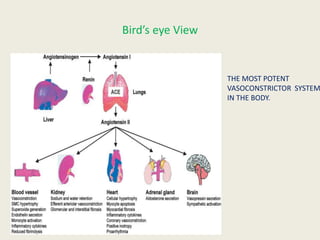 Bird’s eye View


                  THE MOST POTENT
                  VASOCONSTRICTOR SYSTEM
                  IN THE BODY.
 