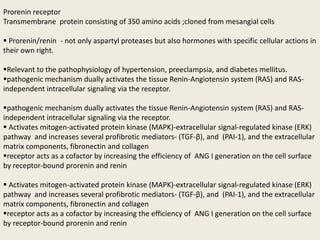 Prorenin receptor
Transmembrane protein consisting of 350 amino acids ;cloned from mesangial cells

 Prorenin/renin - not only aspartyl proteases but also hormones with specific cellular actions in
their own right.

Relevant to the pathophysiology of hypertension, preeclampsia, and diabetes mellitus.
pathogenic mechanism dually activates the tissue Renin-Angiotensin system (RAS) and RAS-
independent intracellular signaling via the receptor.

pathogenic mechanism dually activates the tissue Renin-Angiotensin system (RAS) and RAS-
independent intracellular signaling via the receptor.
 Activates mitogen-activated protein kinase (MAPK)-extracellular signal-regulated kinase (ERK)
pathway and increases several profibrotic mediators- (TGF-β), and (PAI-1), and the extracellular
matrix components, fibronectin and collagen
receptor acts as a cofactor by increasing the efficiency of ANG I generation on the cell surface
by receptor-bound prorenin and renin

 Activates mitogen-activated protein kinase (MAPK)-extracellular signal-regulated kinase (ERK)
pathway and increases several profibrotic mediators- (TGF-β), and (PAI-1), and the extracellular
matrix components, fibronectin and collagen
receptor acts as a cofactor by increasing the efficiency of ANG I generation on the cell surface
by receptor-bound prorenin and renin
 