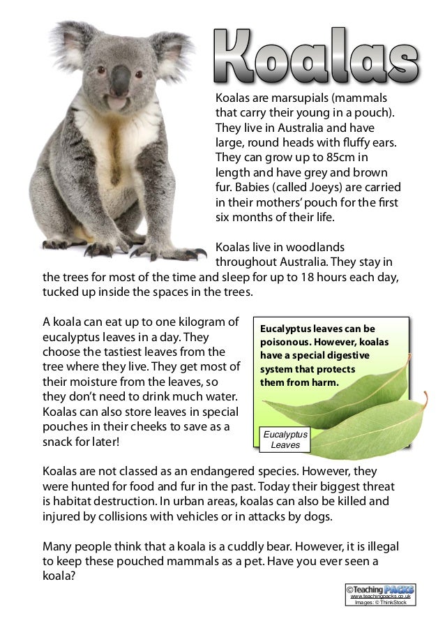 Physical Characteristics of the Koala
