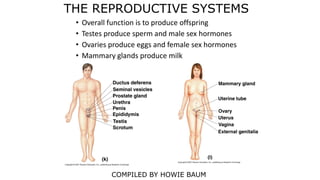 THE REPRODUCTIVE SYSTEMS
• Overall function is to produce offspring
• Testes produce sperm and male sex hormones
• Ovaries produce eggs and female sex hormones
• Mammary glands produce milk
COMPILED BY HOWIE BAUM
 