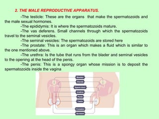 2. THE MALE REPRODUCTIVE APPARATUS.
-The testicle: These are the organs that make the spermatozoids and
the male sexual hormones.
-The epididymis: It is where the spermatozoids mature.
-The vas deferens. Small channels through which the spermatozoids
travel to the seminal vesicles.
-The seminal vesicles: The spermatozoids are stored here
-The prostate: This is an organ which makes a fluid which is similar to
the one mentioned above.
-The urethra: Is the tube that runs from the blader and seminal vesicles
to the opening at the head of the penis.
-The penis: This is a spongy organ whose mission is to deposit the
spermatozoids inside the vagina
 
