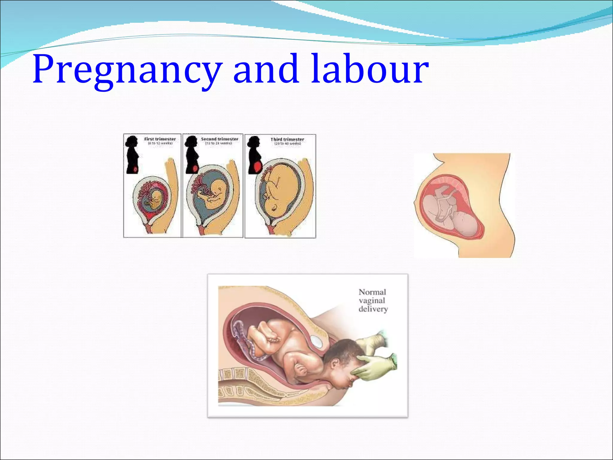 Pregnancy and labour 