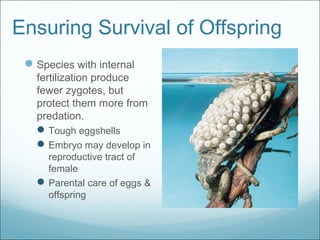 Ensuring Survival of Offspring
Species with internal
fertilization produce
fewer zygotes, but
protect them more from
predation.
Tough eggshells
Embryo may develop in
reproductive tract of
female
Parental care of eggs &
offspring
 