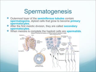 Spermatogenesis
 Outermost layer of the seminiferous tubules contain
spermatogonia, diploid cells that grow to become primary
spermatocytes.
 After the first meiotic division, they are called secondary
spermatocytes.
 When meiosis is complete the haploid cells are spermatids.
 