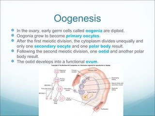 Oogenesis
 In the ovary, early germ cells called oogonia are diploid.
 Oogonia grow to become primary oocytes.
 After the first meiotic division, the cytoplasm divides unequally and
only one secondary oocyte and one polar body result.
 Following the second meiotic division, one ootid and another polar
body result.
 The ootid develops into a functional ovum.
 