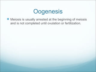 Oogenesis
Meiosis is usually arrested at the beginning of meiosis
and is not completed until ovulation or fertilization.
 