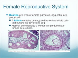 Female Reproductive System
Ovaries are where female gametes, egg cells, are
produced.
A follicle contains one egg cell as well as follicle cells
that nurture the developing egg.
Most/all of the follicles a woman will produce have
formed before birth.
 