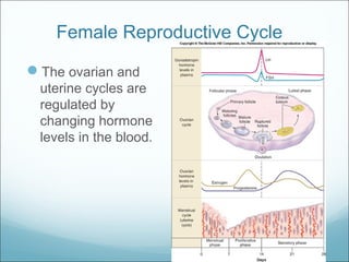 Female Reproductive Cycle
The ovarian and
uterine cycles are
regulated by
changing hormone
levels in the blood.
 