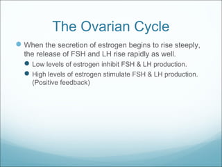 The Ovarian Cycle
When the secretion of estrogen begins to rise steeply,
the release of FSH and LH rise rapidly as well.
Low levels of estrogen inhibit FSH & LH production.
High levels of estrogen stimulate FSH & LH production.
(Positive feedback)
 