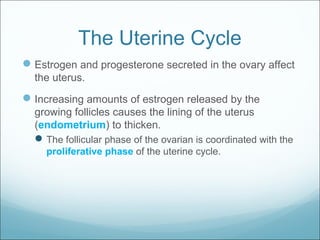 The Uterine Cycle
Estrogen and progesterone secreted in the ovary affect
the uterus.
Increasing amounts of estrogen released by the
growing follicles causes the lining of the uterus
(endometrium) to thicken.
The follicular phase of the ovarian is coordinated with the
proliferative phase of the uterine cycle.
 