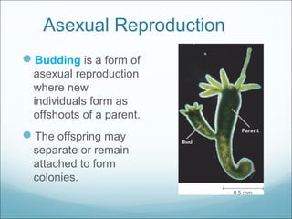 Asexual Reproduction
Budding is a form of
asexual reproduction
where new
individuals form as
offshoots of a parent.
The offspring may
separate or remain
attached to form
colonies.
 