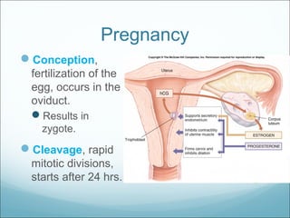 Pregnancy
Conception,
fertilization of the
egg, occurs in the
oviduct.
Results in
zygote.
Cleavage, rapid
mitotic divisions,
starts after 24 hrs.
 