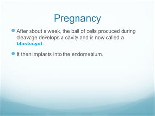 Pregnancy
After about a week, the ball of cells produced during
cleavage develops a cavity and is now called a
blastocyst.
It then implants into the endometrium.
 