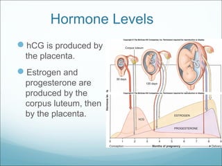 Hormone Levels
hCG is produced by
the placenta.
Estrogen and
progesterone are
produced by the
corpus luteum, then
by the placenta.
 