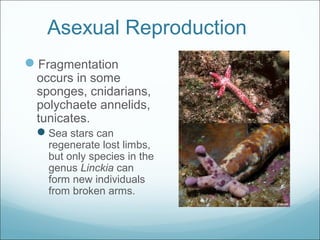 Asexual Reproduction
Fragmentation
occurs in some
sponges, cnidarians,
polychaete annelids,
tunicates.
Sea stars can
regenerate lost limbs,
but only species in the
genus Linckia can
form new individuals
from broken arms.
 