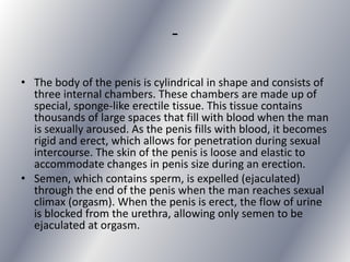 -

• The body of the penis is cylindrical in shape and consists of
  three internal chambers. These chambers are made up of
  special, sponge-like erectile tissue. This tissue contains
  thousands of large spaces that fill with blood when the man
  is sexually aroused. As the penis fills with blood, it becomes
  rigid and erect, which allows for penetration during sexual
  intercourse. The skin of the penis is loose and elastic to
  accommodate changes in penis size during an erection.
• Semen, which contains sperm, is expelled (ejaculated)
  through the end of the penis when the man reaches sexual
  climax (orgasm). When the penis is erect, the flow of urine
  is blocked from the urethra, allowing only semen to be
  ejaculated at orgasm.
 