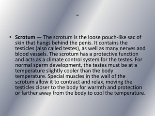 -

• Scrotum — The scrotum is the loose pouch-like sac of
  skin that hangs behind the penis. It contains the
  testicles (also called testes), as well as many nerves and
  blood vessels. The scrotum has a protective function
  and acts as a climate control system for the testes. For
  normal sperm development, the testes must be at a
  temperature slightly cooler than the body
  temperature. Special muscles in the wall of the
  scrotum allow it to contract and relax, moving the
  testicles closer to the body for warmth and protection
  or farther away from the body to cool the temperature.
 