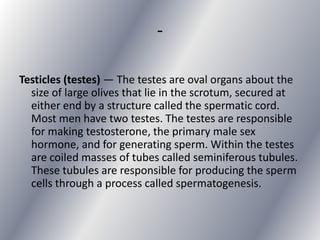 -

Testicles (testes) — The testes are oval organs about the
  size of large olives that lie in the scrotum, secured at
  either end by a structure called the spermatic cord.
  Most men have two testes. The testes are responsible
  for making testosterone, the primary male sex
  hormone, and for generating sperm. Within the testes
  are coiled masses of tubes called seminiferous tubules.
  These tubules are responsible for producing the sperm
  cells through a process called spermatogenesis.
 