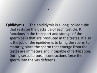 -

Epididymis — The epididymis is a long, coiled tube
  that rests on the backside of each testicle. It
  functions in the transport and storage of the
  sperm cells that are produced in the testes. It also
  is the job of the epididymis to bring the sperm to
  maturity, since the sperm that emerge from the
  testes are immature and incapable of fertilization.
  During sexual arousal, contractions force the
  sperm into the vas deferens.
 