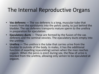 The Internal Reproductive Organs
• Vas deferens — The vas deferens is a long, muscular tube that
  travels from the epididymis into the pelvic cavity, to just behind the
  bladder. The vas deferens transports mature sperm to the urethra
  in preparation for ejaculation.
• Ejaculatory ducts — These are formed by the fusion of the vas
  deferens and the seminal vesicles. The ejaculatory ducts empty into
  the urethra.
• Urethra — The urethra is the tube that carries urine from the
  bladder to outside of the body. In males, it has the additional
  function of expelling (ejaculating) semen when the man reaches
  orgasm. When the penis is erect during sex, the flow of urine is
  blocked from the urethra, allowing only semen to be ejaculated at
  orgasm.
 
