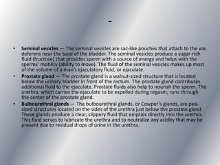 -
•   Seminal vesicles — The seminal vesicles are sac-like pouches that attach to the vas
    deferens near the base of the bladder. The seminal vesicles produce a sugar-rich
    fluid (fructose) that provides sperm with a source of energy and helps with the
    sperms’ motility (ability to move). The fluid of the seminal vesicles makes up most
    of the volume of a man’s ejaculatory fluid, or ejaculate.
•   Prostate gland — The prostate gland is a walnut-sized structure that is located
    below the urinary bladder in front of the rectum. The prostate gland contributes
    additional fluid to the ejaculate. Prostate fluids also help to nourish the sperm. The
    urethra, which carries the ejaculate to be expelled during orgasm, runs through
    the center of the prostate gland.
•   Bulbourethral glands — The bulbourethral glands, or Cowper’s glands, are pea-
    sized structures located on the sides of the urethra just below the prostate gland.
    These glands produce a clear, slippery fluid that empties directly into the urethra.
    This fluid serves to lubricate the urethra and to neutralize any acidity that may be
    present due to residual drops of urine in the urethra.
 