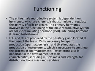 Functioning
• The entire male reproductive system is dependent on
  hormones, which are chemicals that stimulate or regulate
  the activity of cells or organs. The primary hormones
  involved in the functioning of the male reproductive system
  are follicle-stimulating hormone (FSH), luteinizing hormone
  (LH) and testosterone.
• FSH and LH are produced by the pituitary gland located at
  the base of the brain. FSH is necessary for sperm
  production (spermatogenesis), and LH stimulates the
  production of testosterone, which is necessary to continue
  the process of spermatogenesis. Testosterone also is
  important in the development of male
  characteristics, including muscle mass and strength, fat
  distribution, bone mass and sex drive.
 