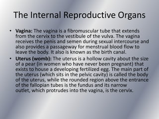 The Internal Reproductive Organs
• Vagina: The vagina is a fibromuscular tube that extends
  from the cervix to the vestibule of the vulva. The vagina
  receives the penis and semen during sexual intercourse and
  also provides a passageway for menstrual blood flow to
  leave the body. It also is known as the birth canal.
• Uterus (womb): The uterus is a hollow cavity about the size
  of a pear (in women who have never been pregnant) that
  exists to house a developing fertilized egg. The main part of
  the uterus (which sits in the pelvic cavity) is called the body
  of the uterus, while the rounded region above the entrance
  of the fallopian tubes is the fundus and its narrow
  outlet, which protrudes into the vagina, is the cervix.
 