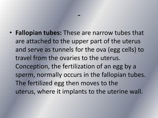 -
• Fallopian tubes: These are narrow tubes that
  are attached to the upper part of the uterus
  and serve as tunnels for the ova (egg cells) to
  travel from the ovaries to the uterus.
  Conception, the fertilization of an egg by a
  sperm, normally occurs in the fallopian tubes.
  The fertilized egg then moves to the
  uterus, where it implants to the uterine wall.
 