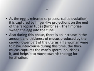 -
• As the egg is released (a process called ovulation)
  it is captured by finger-like projections on the end
  of the fallopian tubes (fimbriae). The fimbriae
  sweep the egg into the tube.
• Also during this phase, there is an increase in the
  amount and thickness of mucus produced by the
  cervix (lower part of the uterus.) If a woman were
  to have intercourse during this time, the thick
  mucus captures the man's sperm, nourishes
  it, and helps it to move towards the egg for
  fertilization.
 