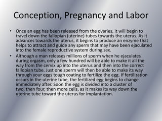 Conception, Pregnancy and Labor
• Once an egg has been released from the ovaries, it will begin to
  travel down the fallopian (uterine) tubes towards the uterus. As it
  advances towards the uterus, it begins to produce an enzyme that
  helps to attract and guide any sperm that may have been ejaculated
  into the female reproductive system during sex.
• Although a man releases millions of sperm when he ejaculates
  during orgasm, only a few hundred will be able to make it all the
  way from the cervix up into the uterus and then into the correct
  fallopian tube. Just one sperm will then be able to make its way
  through your eggs tough coating to fertilize the egg. If fertilization
  occurs in the uterine tube, the fertilized egg begins to change
  immediately after. Soon the egg is divided into a cluster of
  two, then four, then more cells, as it makes its way down the
  uterine tube toward the uterus for implantation.
 