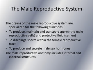 The Male Reproductive System

The organs of the male reproductive system are
  specialized for the following functions:
• To produce, maintain and transport sperm (the male
  reproductive cells) and protective fluid (semen)
• To discharge sperm within the female reproductive
  tract
• To produce and secrete male sex hormones
The male reproductive anatomy includes internal and
  external structures.
 
