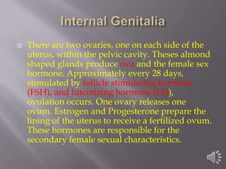    There are two ovaries, one on each side of the
    uterus, within the pelvic cavity. Theses almond
    shaped glands produce ova and the female sex
    hormone. Approximately every 28 days,
    stimulated by follicle stimulating hormone
    (FSH), and luteinizing hormone (LH),
    ovulation occurs. One ovary releases one
    ovum. Estrogen and Progesterone prepare the
    lining of the uterus to receive a fertilized ovum.
    These hormones are responsible for the
    secondary female sexual characteristics.
 