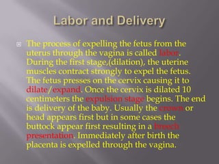    The process of expelling the fetus from the
    uterus through the vagina is called labor.
    During the first stage,(dilation), the uterine
    muscles contract strongly to expel the fetus.
    The fetus presses on the cervix causing it to
    dilate/expand. Once the cervix is dilated 10
    centimeters the expulsion stage begins. The end
    is delivery of the baby. Usually the crown or
    head appears first but in some cases the
    buttock appear first resulting in a breech
    presentation. Immediately after birth the
    placenta is expelled through the vagina.
 