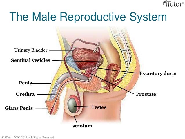 Male Reproductive System Penis 99