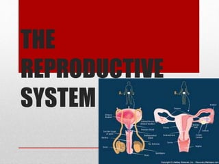 THE
REPRODUCTIVE
SYSTEM
 