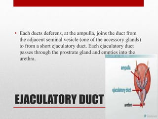 EJACULATORY DUCT
• Each ducts deferens, at the ampulla, joins the duct from
the adjacent seminal vesicle (one of the accessory glands)
to from a short ejaculatory duct. Each ejaculatory duct
passes through the prostrate gland and empties into the
urethra.
 
