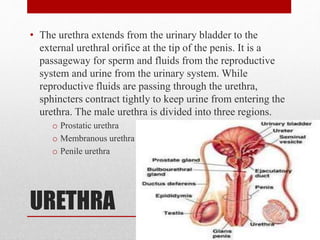 URETHRA
• The urethra extends from the urinary bladder to the
external urethral orifice at the tip of the penis. It is a
passageway for sperm and fluids from the reproductive
system and urine from the urinary system. While
reproductive fluids are passing through the urethra,
sphincters contract tightly to keep urine from entering the
urethra. The male urethra is divided into three regions.
o Prostatic urethra
o Membranous urethra
o Penile urethra
 