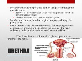 URETHRA
• Prostatic urethra is the proximal portion that passes through the
prostate gland.
• Receives the ejaculatory duct, which contains sperm and secretions
from the seminal vesicle.
• Receives numerous ducts from the prostrate gland
• Membranous urethra, is a short region that passes through the
pelvic floor.
• Penile urethra is the longest portion (also called spongy urethra
or cavernous urethra), which extends the length of the penis
and opens to the outside at the external urethral orifice.
*The ducts from the bulbourethral glands open into the
urethra of the penis.
 