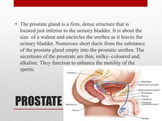 PROSTATE
• The prostate gland is a firm, dense structure that is
located just inferior to the urinary bladder. It is about the
size of a walnut and encircles the urethra as it leaves the
urinary bladder. Numerous short ducts from the substance
of the prostate gland empty into the prostatic urethra. The
secretions of the prostrate are thin, milky–coloured and,
alkaline. They function to enhance the motility of the
sperm.
 