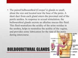 BULBOURETHRAL GLANDS
• The paired bulbourethral (Cowper’s) glands re small,
about the size and located near the base of the penis. A
short duct from each gland enters the proximal end of the
penile urethra. In response to sexual stimulation, the
bulbourethral glands secrete an alkaline mucus-like fluid.
This fluid neutralizes the acidity of the urine residue in
the urethra, helps to neutralize the acidity of the vagina,
and provides some lubrication for the tipp of the penis
during intercourse.
 