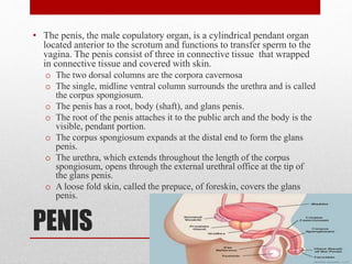 PENIS
• The penis, the male copulatory organ, is a cylindrical pendant organ
located anterior to the scrotum and functions to transfer sperm to the
vagina. The penis consist of three in connective tissue that wrapped
in connective tissue and covered with skin.
o The two dorsal columns are the corpora cavernosa
o The single, midline ventral column surrounds the urethra and is called
the corpus spongiosum.
o The penis has a root, body (shaft), and glans penis.
o The root of the penis attaches it to the public arch and the body is the
visible, pendant portion.
o The corpus spongiosum expands at the distal end to form the glans
penis.
o The urethra, which extends throughout the length of the corpus
spongiosum, opens through the external urethral office at the tip of
the glans penis.
o A loose fold skin, called the prepuce, of foreskin, covers the glans
penis.
 