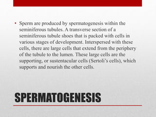 SPERMATOGENESIS
• Sperm are produced by spermatogenesis within the
seminiferous tubules. A transverse section of a
seminiferous tubule shoes that is packed with cells in
various stages of development. Interspersed with these
cells, there are large cells that extend from the periphery
of the tubule to the lumen. These large cells are the
supporting, or sustentacular cells (Sertoli’s cells), which
supports and nourish the other cells.
 