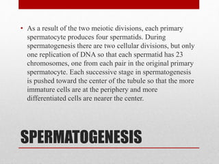 SPERMATOGENESIS
• As a result of the two meiotic divisions, each primary
spermatocyte produces four spermatids. During
spermatogenesis there are two cellular divisions, but only
one replication of DNA so that each spermatid has 23
chromosomes, one from each pair in the original primary
spermatocyte. Each successive stage in spermatogenesis
is pushed toward the center of the tubule so that the more
immature cells are at the periphery and more
differentiated cells are nearer the center.
 