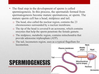 SPERMIOGENESIS
• The final step in the development of sperm is called
spermiogenesis. In this process, the spermatids formed from
spermatogenesis become mature spermatozoa, or sperm. The
mature sperm cell has a head, midpiece and tail.
o The head, also called the nuclear region, contains the 23
chromosomes surrounded by a nuclear membrane.
o The tip of the head is covered b an acrosome, which contains
enzymes that help the sperm penetrate the female gamete.
o The midpiece, metabolic region, contains mitochondria that
provide adenosine triphosphate (ATP).
o The tail, locomotors region, uses as a typical flagellum for
locomotion.
 
