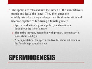 SPERMIOGENESIS
• The sperm are released into the lumen of the seminiferous
tubule and leave the testes. They then enter the
epididymis where they undergo their final maturation and
become capable of fertilizing a female gamete.
o Sperm production begins at puberty and continues
throughout the life of a male.
o The entire process, beginning with primary spermatocyte,
takes about 74 days.
o After ejaculation, the sperm can live for about 48 hours in
the female reproductive tract.
 
