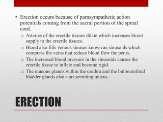 ERECTION
• Erection occurs because of parasympathetic action
potentials coming from the sacral portion of the spinal
cord.
o Arteries of the erectile tissues dilate which increases blood
supply to the erectile tissues.
o Blood also fills venous sinuses known as sinusoids which
compress the veins that reduce blood flow the penis.
o The increased blood pressure in the sinusoids causes the
erectile tissue to inflate and become rigid.
o The mucous glands within the urethra and the bulbourethral
bladder glands also start secreting mucus.
 