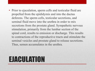 EJACULATION
• Prior to ejaculation, sperm cells and testicular fluid are
propelled from the epididymis and into the ductus
deferens. The sperm cells, testicular secretions, and
seminal fluid move into the urethra in order to mix
secretions from the prostate gland. Sympathetic nervous
stimulation, primarily from the lumbar section of the
spinal cord, results to emission or discharge. This results
to contractions of the reproductive tracts and stimulate the
seminal vesicles and prostate gland to release secretions.
Thus, semen accumulates in the urethra.
 