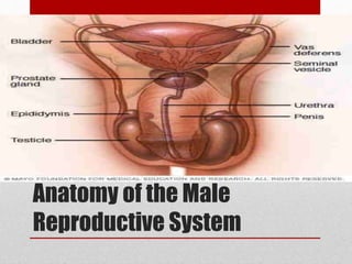 Anatomy of the Male
Reproductive System
 