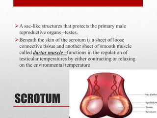 SCROTUM
A sac-like structures that protects the primary male
reproductive organs –testes.
Beneath the skin of the scrotum is a sheet of loose
connective tissue and another sheet of smooth muscle
called dartos muscle –functions in the regulation of
testicular temperatures by either contracting or relaxing
on the environmental temperature
 
